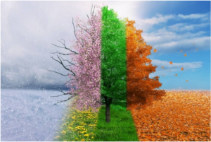 image of a tree in 4 sections to represent the seasons change.